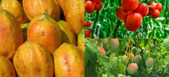 idea99tomato_papaya_mango.jpg idea99tomato_papaya_mango.jpg