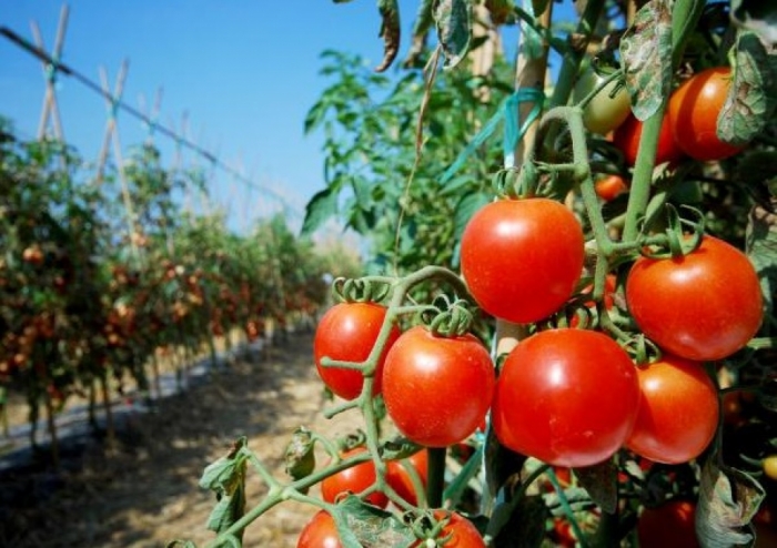 idea99tomato_rj.jpg
