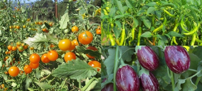 idea99tomato_solan_30th_june.jpg idea99tomato_solan_30th_june.jpg