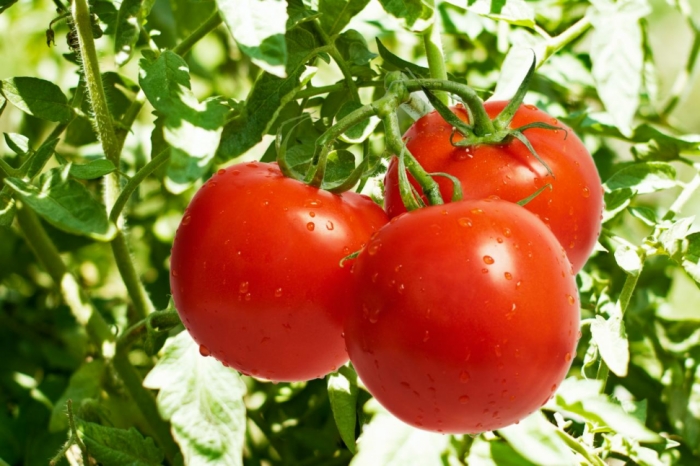 idea99tomato_utrakhand.jpeg