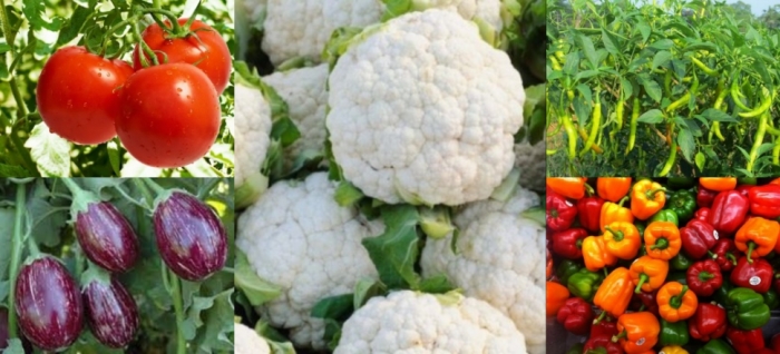 idea99tomato_uttarkhand.jpg idea99tomato_uttarkhand.jpg