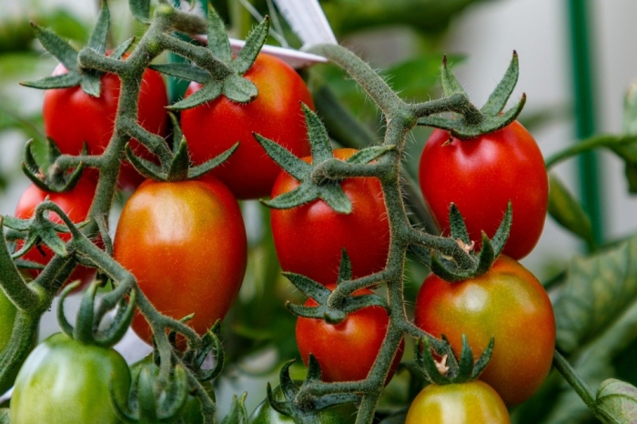 idea99tomatoes-4552185_1280.jpg idea99tomatoes-4552185_1280.jpg