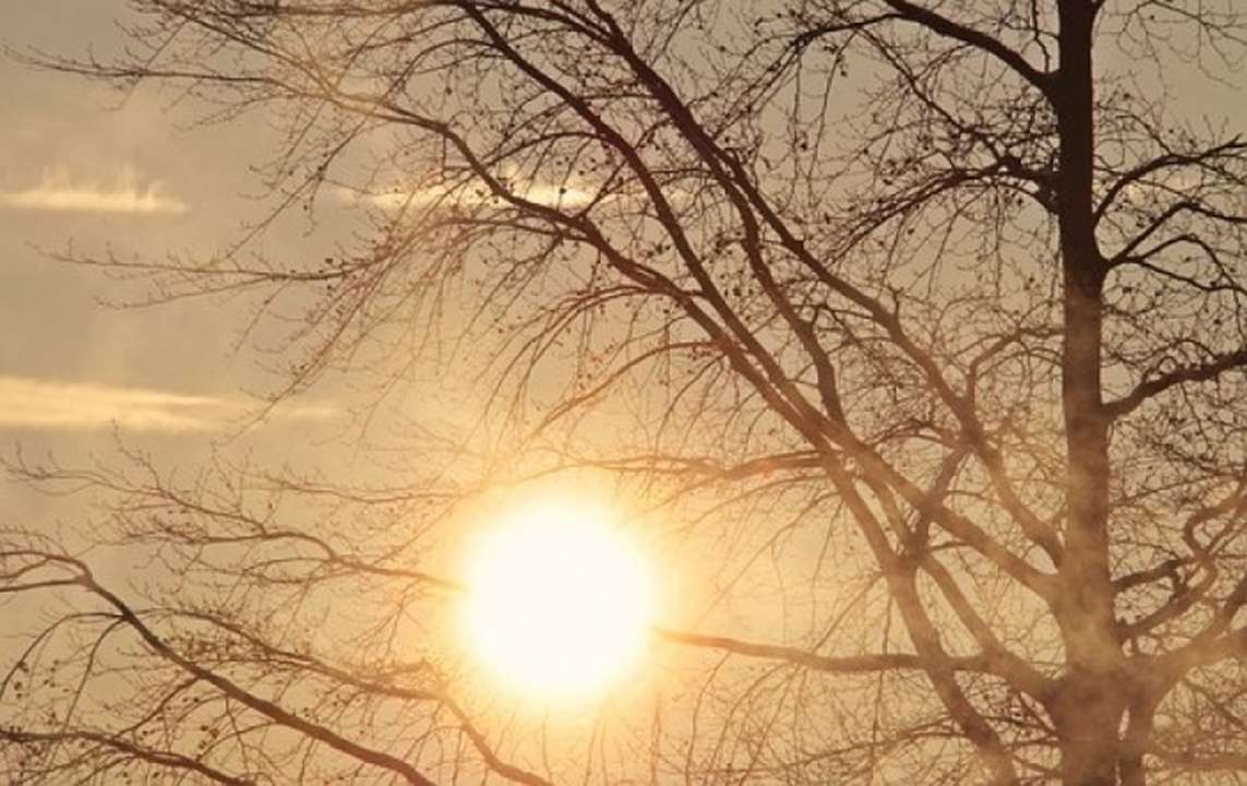 idea99tree_in_morning.jpg