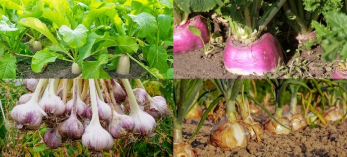 idea99turnip_garlic_radish_onion.jpg idea99turnip_garlic_radish_onion.jpg