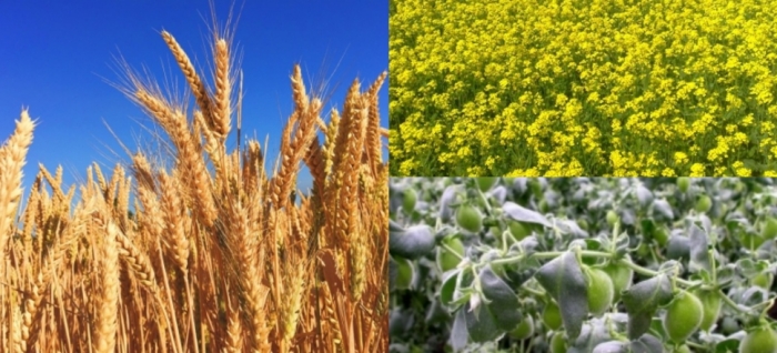 idea99udaipur_27th_feb_crops.jpg idea99udaipur_27th_feb_crops.jpg