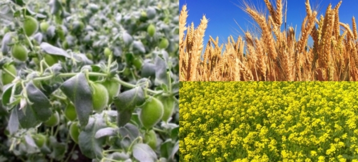 idea99udaipur_crops_15th_march.jpg idea99udaipur_crops_15th_march.jpg