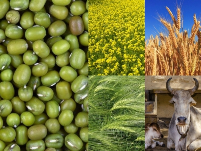 idea99udaipur_cropssssssss.jpg