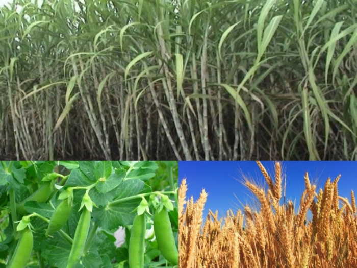 idea99udham_singh_nagar_crops.jpg idea99udham_singh_nagar_crops.jpg