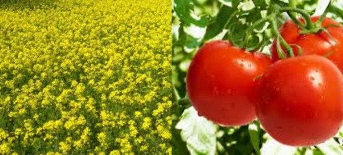 idea99udham_singh_nagar_crops_30th_jan.jpg idea99udham_singh_nagar_crops_30th_jan.jpg