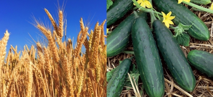 idea99udham_singh_nagar_crops_9th_feb.jpg idea99udham_singh_nagar_crops_9th_feb.jpg