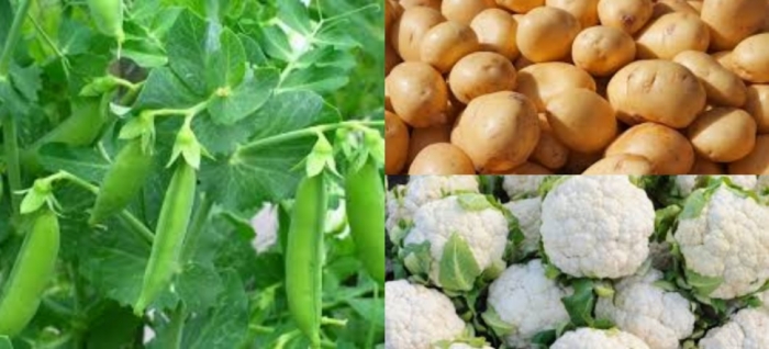 idea99udham_singh_nagar_veg_30th_jan.jpg idea99udham_singh_nagar_veg_30th_jan.jpg