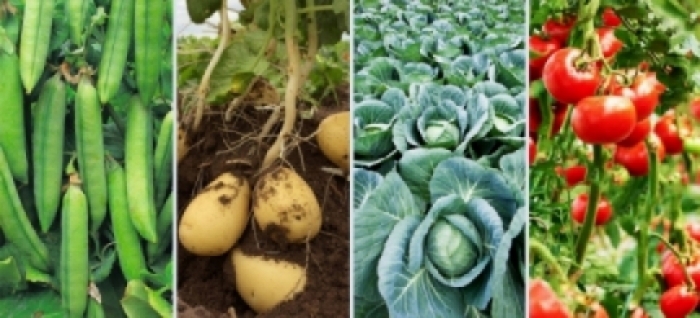 idea99una25th_jan_veg.jpg