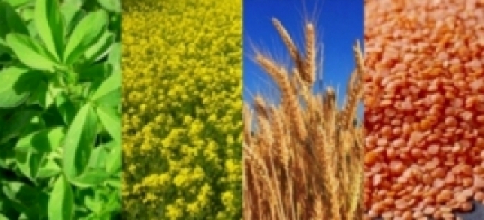 idea99una_crops19th_feb.jpg