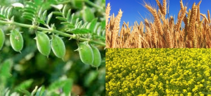 idea99una_crops_13th_april.jpg idea99una_crops_13th_april.jpg