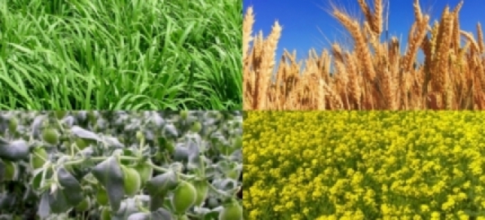 idea99una_crops_18th_march.jpg idea99una_crops_18th_march.jpg