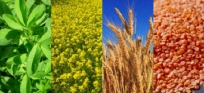 idea99una_crops_8th_feb.jpg idea99una_crops_8th_feb.jpg