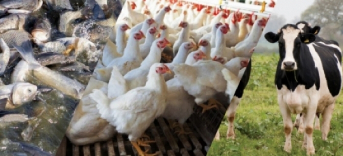 idea99una_livestock_11th_jan_image.jpg