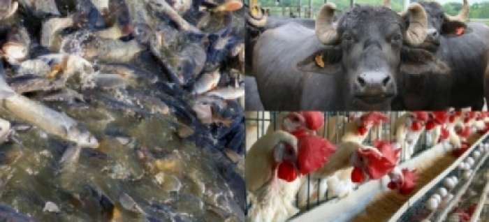 idea99una_livestock_18th_march.jpg idea99una_livestock_18th_march.jpg