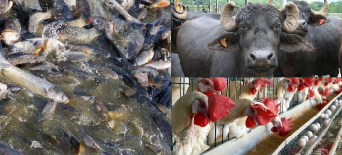 idea99una_livestock_25th_feb.jpg idea99una_livestock_25th_feb.jpg