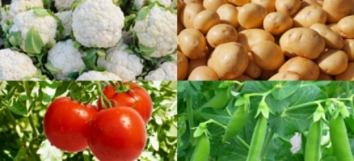 idea99una_veg_11th_march.jpg idea99una_veg_11th_march.jpg