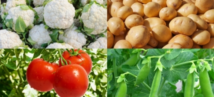 idea99una_veg_1st_march.jpg idea99una_veg_1st_march.jpg