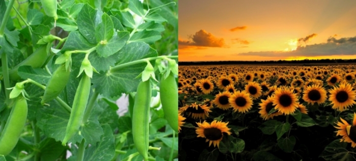 idea99uttarkhand_12_april_crops.jpg idea99uttarkhand_12_april_crops.jpg