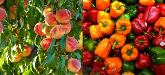 idea99uttarkhand_12_april_vegetables.jpg idea99uttarkhand_12_april_vegetables.jpg