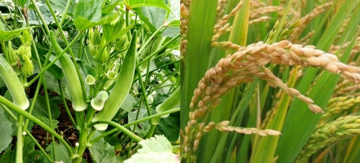idea99uttarkhand_19th_may_crops.jpg