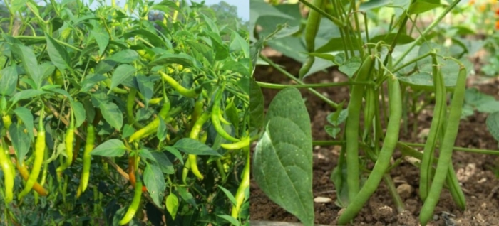 idea99uttarkhand_19th_may_veg.jpg