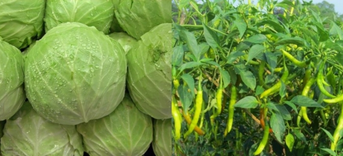 idea99uttarkhand_1st_june_chilli_and_cabbage.jpg idea99uttarkhand_1st_june_chilli_and_cabbage.jpg