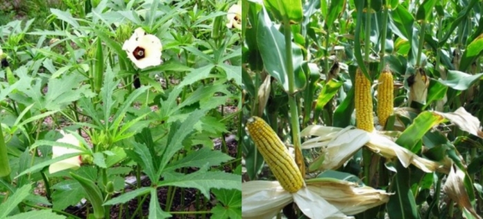 idea99uttarkhand_1st_june_crops.jpg idea99uttarkhand_1st_june_crops.jpg