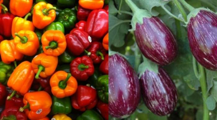 idea99uttarkhand__veg_23rd_march.jpg idea99uttarkhand__veg_23rd_march.jpg