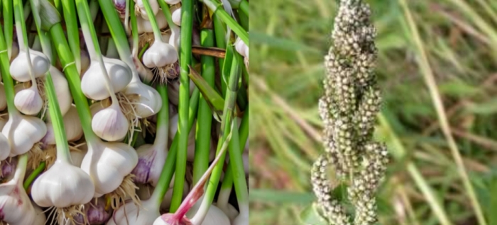 idea99uttarkhand_barnyard_and_garlic.jpg idea99uttarkhand_barnyard_and_garlic.jpg