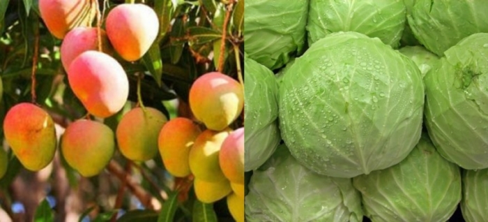 idea99uttarkhand_cabbage_and_mango_27th_may.jpg idea99uttarkhand_cabbage_and_mango_27th_may.jpg