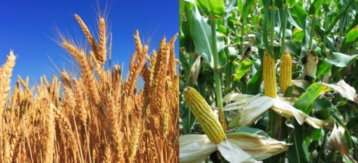 idea99uttarkhand_crops_03rd_may.jpg idea99uttarkhand_crops_03rd_may.jpg