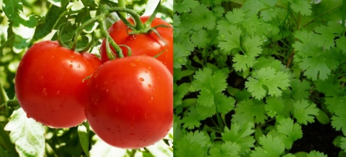 idea99uttarkhand_crops_10th_may.jpg