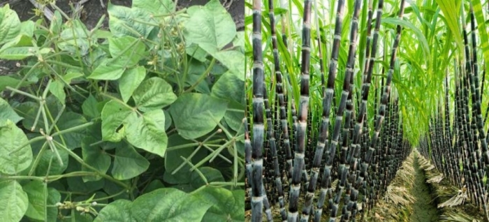 idea99uttarkhand_crops_11th_may.jpg