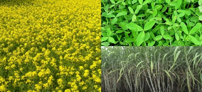 idea99uttarkhand_crops_15th_feb.jpg