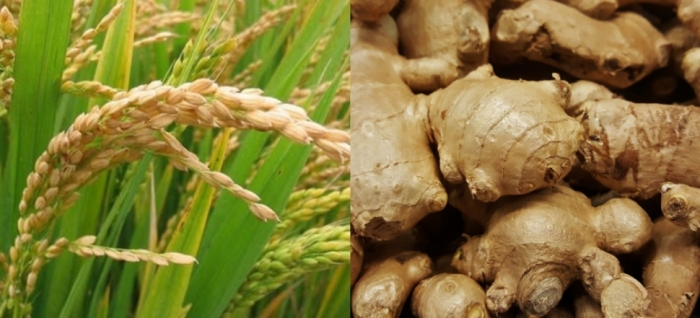 idea99uttarkhand_crops_18th_may.jpg