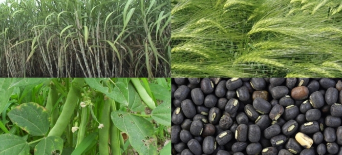 idea99uttarkhand_crops_26th_feb.jpg idea99uttarkhand_crops_26th_feb.jpg