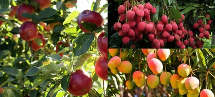 idea99uttarkhand_fruits_28th_june.jpg idea99uttarkhand_fruits_28th_june.jpg