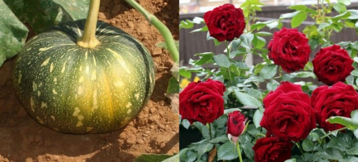 idea99uttarkhand_horticulture_11th_may.jpg