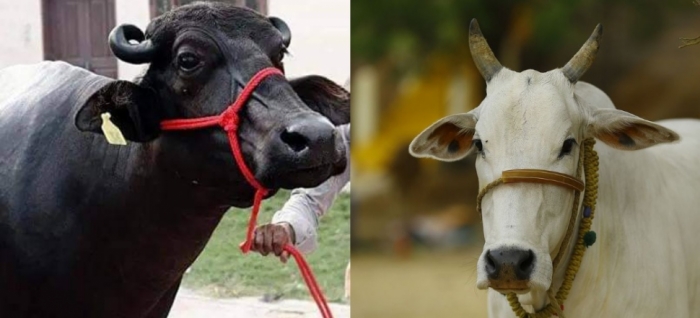 idea99uttarkhand_livestock_26th_feb.jpg