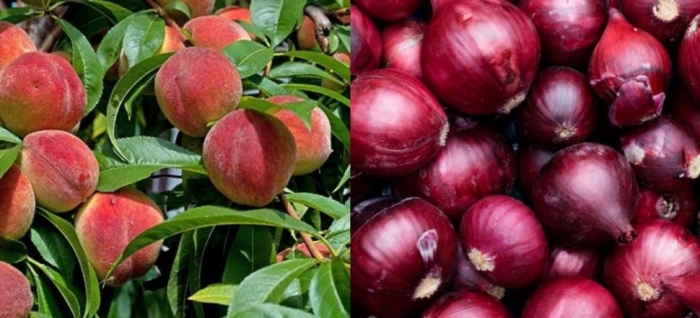 idea99uttarkhand_peach_and_onion_26th_may.jpg idea99uttarkhand_peach_and_onion_26th_may.jpg