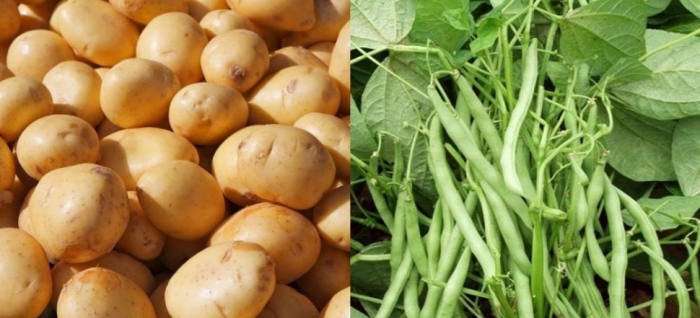 idea99uttarkhand_potato_and_french_bean_31th_may.jpg idea99uttarkhand_potato_and_french_bean_31th_may.jpg