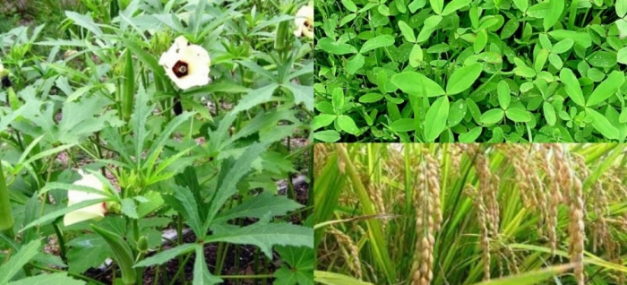 idea99uttarkhand_rice,_barseem_and_lady_finger_27th_may.jpg idea99uttarkhand_rice,_barseem_and_lady_finger_27th_may.jpg