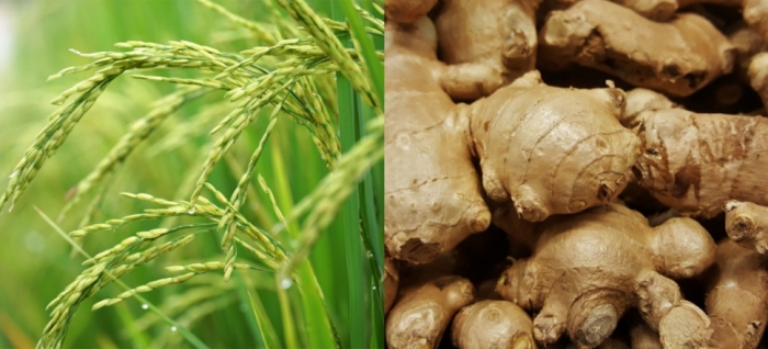 idea99uttarkhand_rice_and_ginger_26th_may.jpg idea99uttarkhand_rice_and_ginger_26th_may.jpg