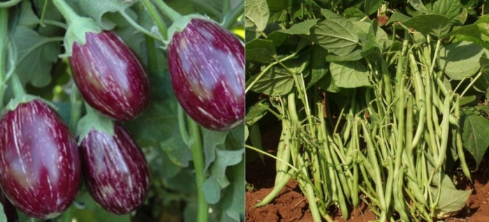 idea99uttarkhand_veg_03rd_may.jpg idea99uttarkhand_veg_03rd_may.jpg