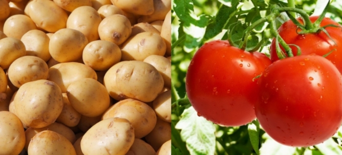 idea99uttarkhand_veg_18th_may.jpg