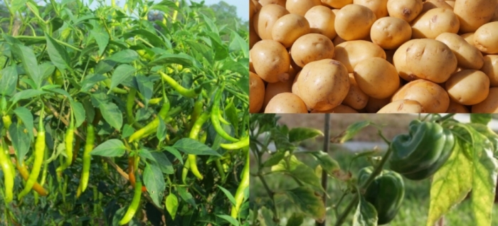 idea99uttarkhand_veg_26th_feb.jpg idea99uttarkhand_veg_26th_feb.jpg